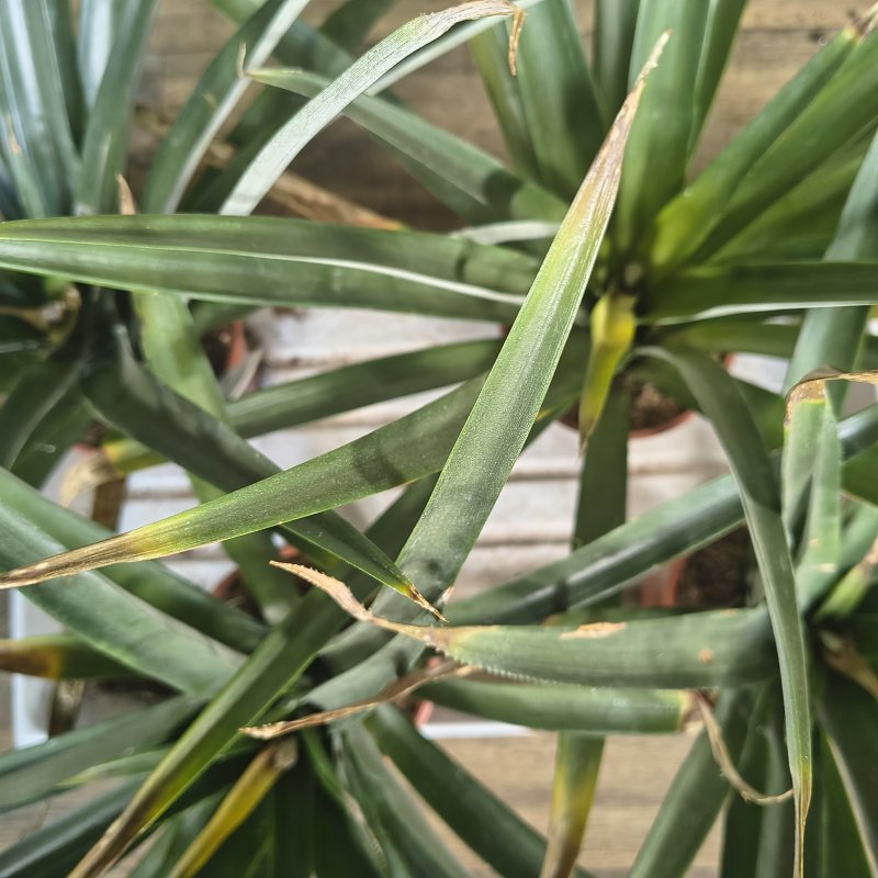 Ananas champaca (Ananasovník) - kont. C1.5L, výška 40-45 cm